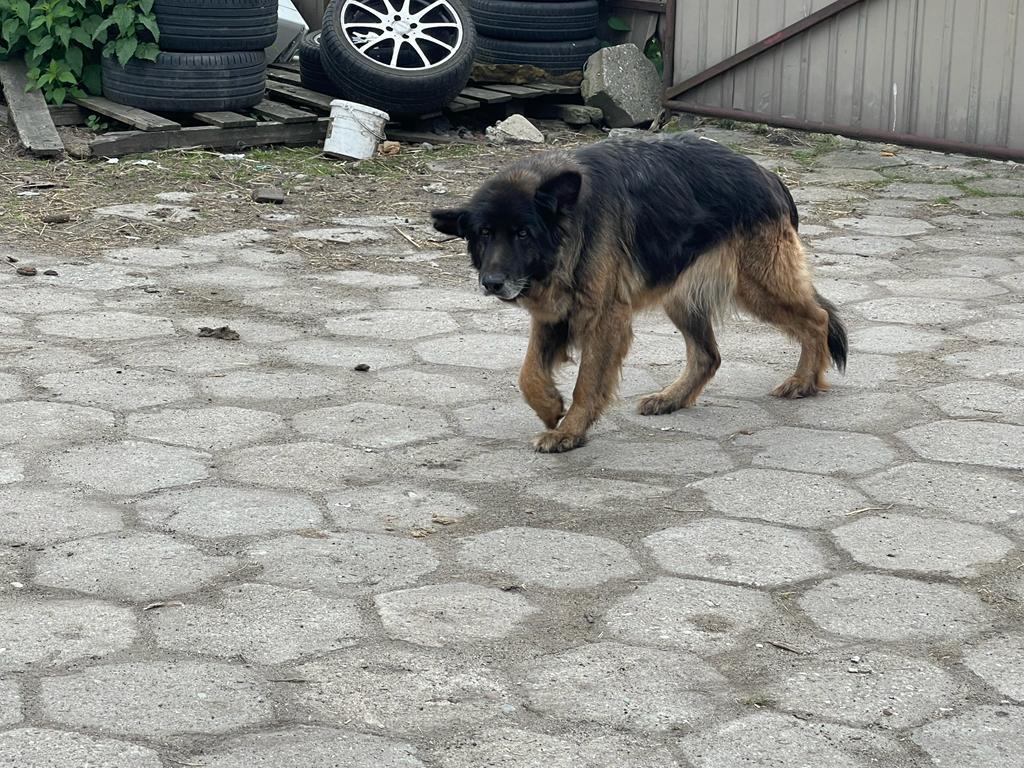 Kora (2).jpeg